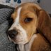 Jeremy'The'Beagle (@jeremythebeag1e) Twitter profile photo Jeremy'The'Beagle (@jeremythebeag1e) Twitter profile photo