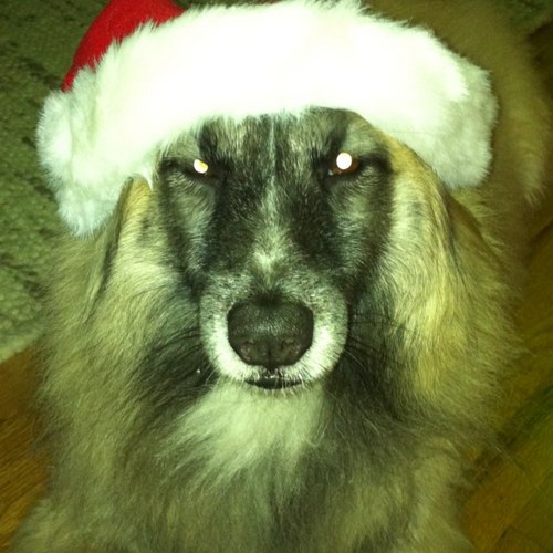 stasharello's profile picture. Solutions Architect