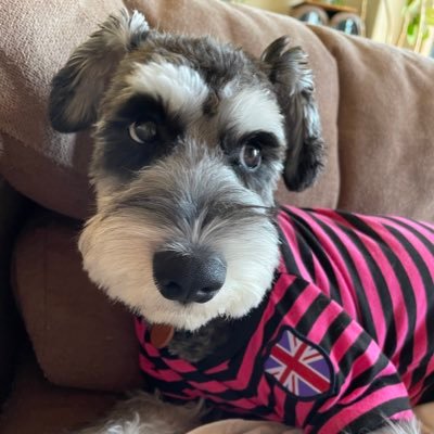10キロ🐶デカシュナのしんのすけです❤️😃無言フォローお許しください🙋♀️よろしくね〰❣️2021.1.26生 #ミニシュナ #高校生 #JAPAN #ミニチュアシュナウザー