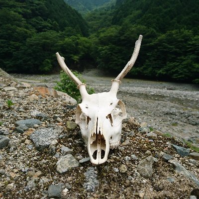 oblique_rays's profile picture. Welcome the coming, Speed the parting guest.