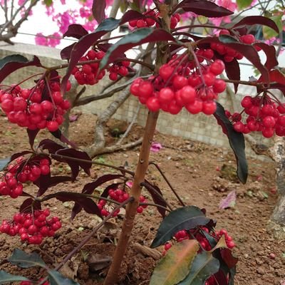 KSSaMinori's profile picture. ★ 1つの幸せの形になる★ Eng/Jpn/Chi okay!
age 25↑ 成人済 😉