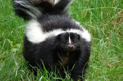 LOVESKUNKS's profile picture. Blogs, articles, resources and more - all on Skunks!