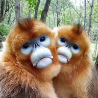 Pengzhen (@maiqi0818) 's Twitter Profile