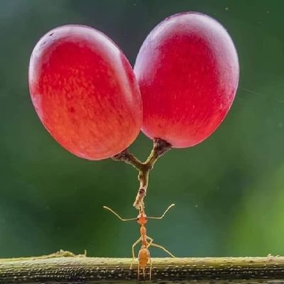 KYekivi's profile picture. -A passionate agriprenuer: takes pride and derive satisfaction from fueling humanity.
-Life is beautiful and blissful 😊