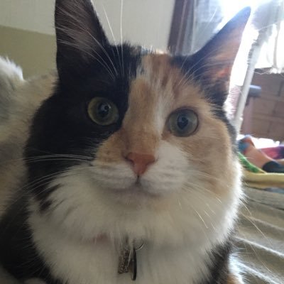 nyanko_jpn's profile picture. 特技は正論パンチと札束ビンタです