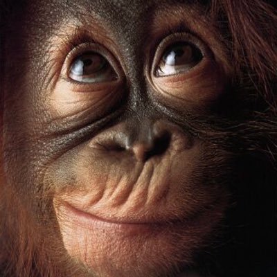 Feral42391119's profile picture. I used to be domesticated then twatter suspended me. THIS ACCOUNT IS NOT PC! You’ve been warned! If you don’t like what you see LEAVE! Use your block button!⬇️