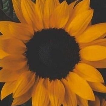 Sunflower need to bloom