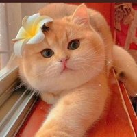 🦋 Butterfly🦋 (@butterfly_9_9) Twitter profile photo