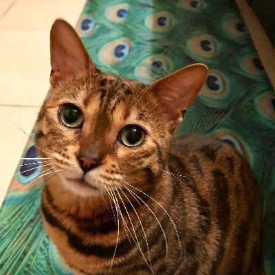 camidaddy's profile picture. 