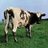 FloydJethro69's profile image