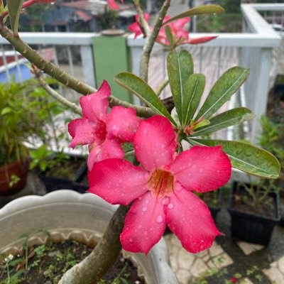 LmXblue's profile picture. I am cute