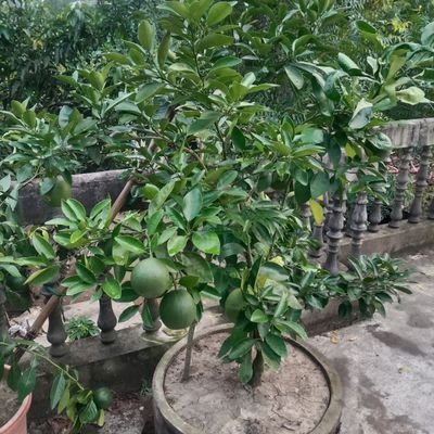 Tuhinga68710357's profile picture. 1982