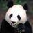 xiongmao_boy's profile image