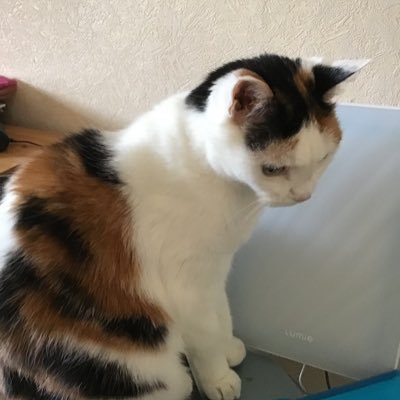 A female human stray who was very fortunate to be adopted by Molly the cat (🌈5/12/2023)😻