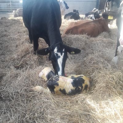 Father of 3 fantastic boys,arable farmer,married to a livestock farmer the wonderful Vanessa,I work for her in the winter she works for me in the summer.