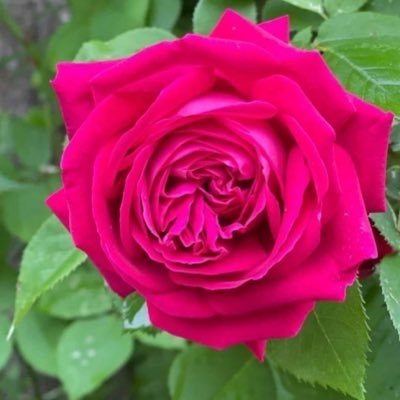 LeylaI60's profile picture. 🌹