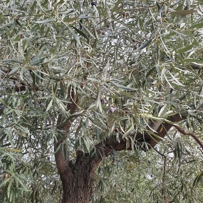 Gaetano17432838's profile picture. umanità,e pazienza