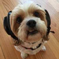 Firstdog Onthemoon (@firstdogonmoon) 's Twitter Profile