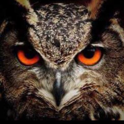 SlingerWrestle's profile picture. 🦉Official Slinger Owl Wrestling page🦉