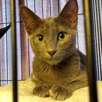 碧@ねこ (@aoi20210713) Twitter profile photo