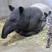 tapir(バク)-w (@tapir_w) Twitter profile photo