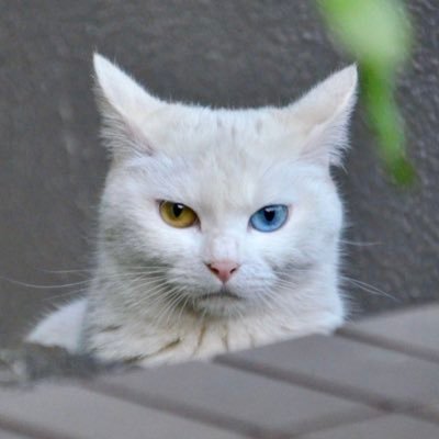 yamakakeZOBA's profile picture. 基本独り言専用垢、気になること興味のあることなど自由気ままにつぶやきます。時々、自分のことは思いっきり棚に上げて、偉そうなことも言ってみたりします(笑)