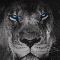 فيصل بلوز اسيا 💙 (@hilalvan6) 's Twitter Profile