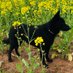 Kelpie (@theablackkelpie) Twitter profile photo Kelpie (@theablackkelpie) Twitter profile photo