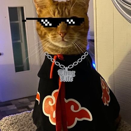Redpilled Ninja Cat | Meows about Men's Rights, Shared Parenting | Hisses at Simps, Feminists & Misandrists | Purrs at Memes | May Steal your Tweet #MenToo