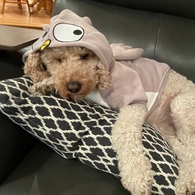 stocktip_tommy's profile picture. Human Being, Finance Dork, JV AllStar