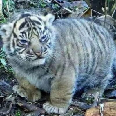 Seeyoutomorr's profile picture. I like watching movies and reading books, and I like football matches