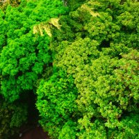 Plantados Caracas (@plantadosccs) 's Twitter Profile