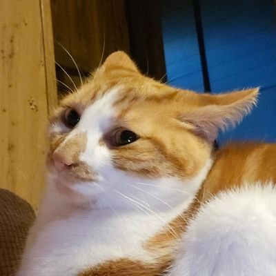 kao7975's profile picture. Socially awkward introvert. Nerd. Crazy cat lady.