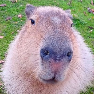 capybara229195