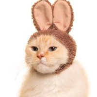Reply Guy (@jimtalbotscat) 's Twitter Profile