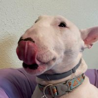Neon el de la Neon gang. (@pueselneon) 's Twitter Profile Photo Neon el de la Neon gang. (@pueselneon) 's Twitter Profile Photo