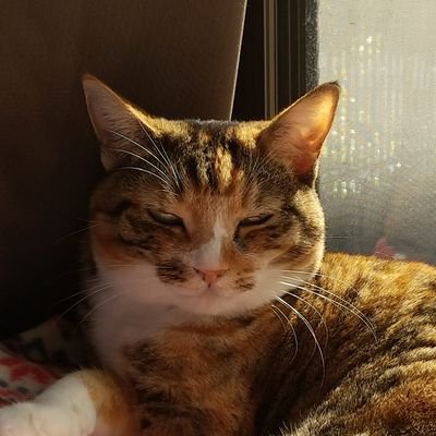 nekogacya Profile Picture