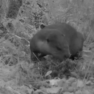 Hi, I’m Tammy and I’m an European Otter living in Norway. Follow me for updates on my life caught on camera, set up by scientists! And interesting (fun) facts🦦