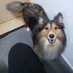 Nori Okamoto (Sheltie lover) (@okamoto_noriaki) Twitter profile photo