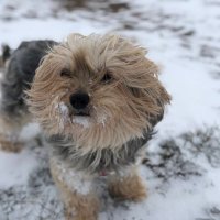 Simon_Ki (@simon_nutzer) 's Twitter Profile