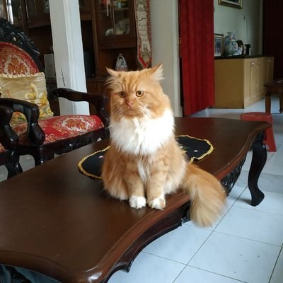 AGoeci's profile picture. 