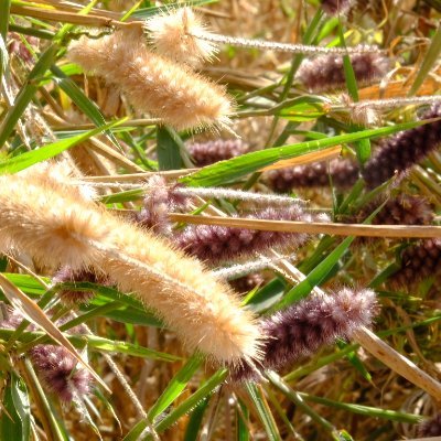 Scientist @ird_fr interested in tropical crops domestication, pop genomics and adaptation to climate chge. #Mastodon @philippecubry@ecoevo.social. Views my own