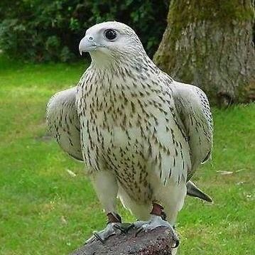 mhnds_samr's profile picture. خاص مفتوح 🔥🔥