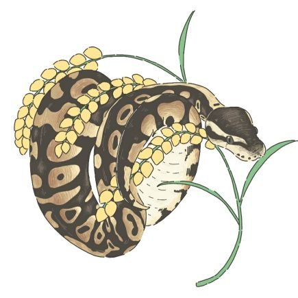 🐍chunkyfarm🐍ももちゃん