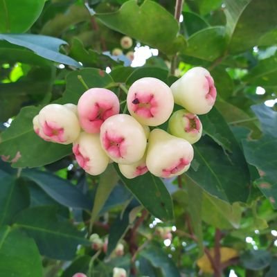 AlexisMondo's profile picture. cryptocurrency enthusiast