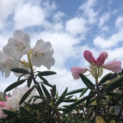 Veqg7Stpc3SJ2LL's profile picture. やるしかない、今しかない！