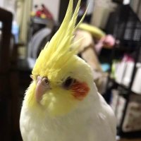 オカメインコ るるちゃん探してます (@jziz4vto2ba6rx1) 's Twitter Profile Photo オカメインコ るるちゃん探してます (@jziz4vto2ba6rx1) 's Twitter Profile Photo