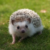 spike (@quirkkpack) 's Twitter Profile