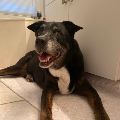 PartlySunny68's profile picture. Hospice nurse. mother of 2 amazing adults. lover of dogs. volunteer dog walker. $TSLA 🇺🇸🇺🇸