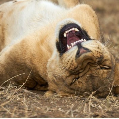 melr272's profile picture. #CPP I do what I can, when I can, with what I have. No medical, no treatment for injuries and pain. Fine, just don’t get in my way.